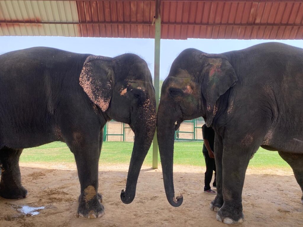 Elephant sanctuary in jaipur 