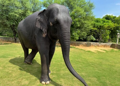 Elephant Ride at Amber Fort with Elerides: My Jaipur Adventure